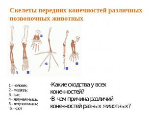 Скелеты передних конечностей различных позвоночных животных 1 - человек; 2 - мед