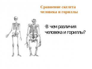 Сравнение скелета человека и гориллы В чем различия человека и гориллы?
