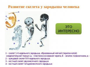 Развитие скелета у зародыша человека 1 - скелет 1-4 недельного зародыша, образов