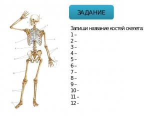 Запиши название костей скелета: 1 – 2 – 3 – 4 – 5 – 6 – 7 – 8 – 9 – 10 - 11 – 12