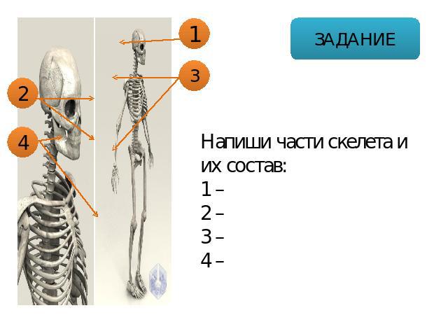 Напиши части скелета и их состав: 1 – 2 – 3 – 4 –