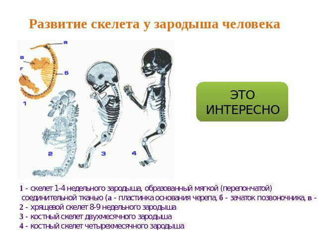 Развитие скелета у зародыша человека 1 - скелет 1-4 недельного зародыша, образованный мягкой (перепончатой) соединительной тканью (а - пластинка основания черепа, б - зачаток позвоночника, в - зачаток руки, г - зачаток ноги)2 - хрящевой скелет 8-9 н…