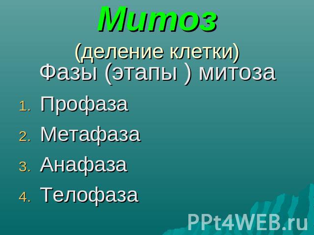 Митоз(деление клетки) Фазы (этапы ) митоза Профаза Метафаза Анафаза Телофаза