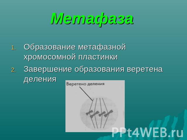 Метафаза Образование метафазной хромосомной пластинки Завершение образования веретена деления