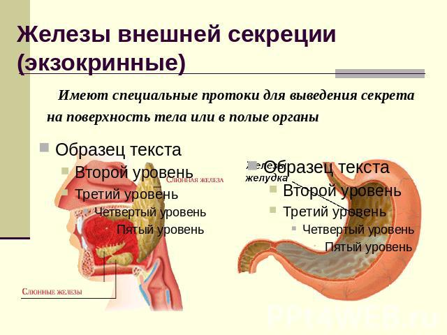 Железы внешней секреции (экзокринные) Имеют специальные протоки для выведения секрета на поверхность тела или в полые органы