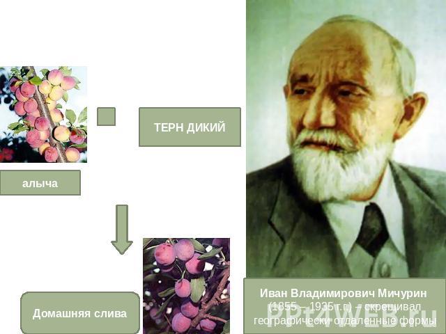 Иван Владимирович Мичурин (1855 – 1935 г.г.) – скрещивал географически отдаленные формы