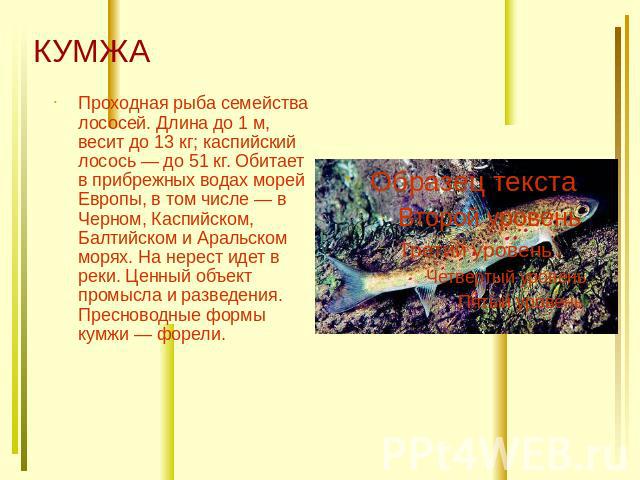 КУМЖА Проходная рыба семейства лососей. Длина до 1 м, весит до 13 кг; каспийский лосось — до 51 кг. Обитает в прибрежных водах морей Европы, в том числе — в Черном, Каспийском, Балтийском и Аральском морях. На нерест идет в реки. Ценный объект промы…