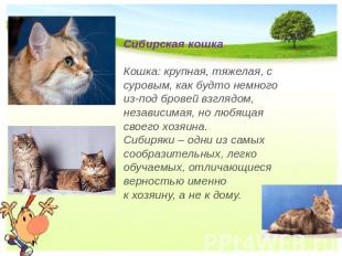 Сибирская кошка Кошка: крупная, тяжелая, с суровым, как будто немного из-под бро