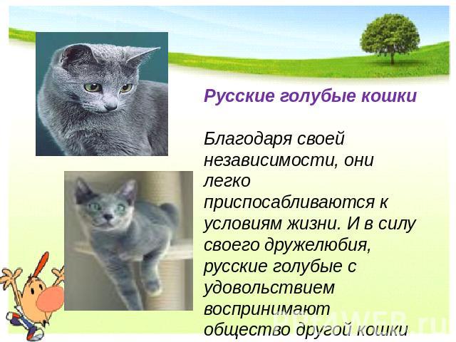 Русские голубые кошки Благодаря своей независимости, они легко приспосабливаются к условиям жизни. И в силу своего дружелюбия, русские голубые с удовольствием воспринимают общество другой кошки