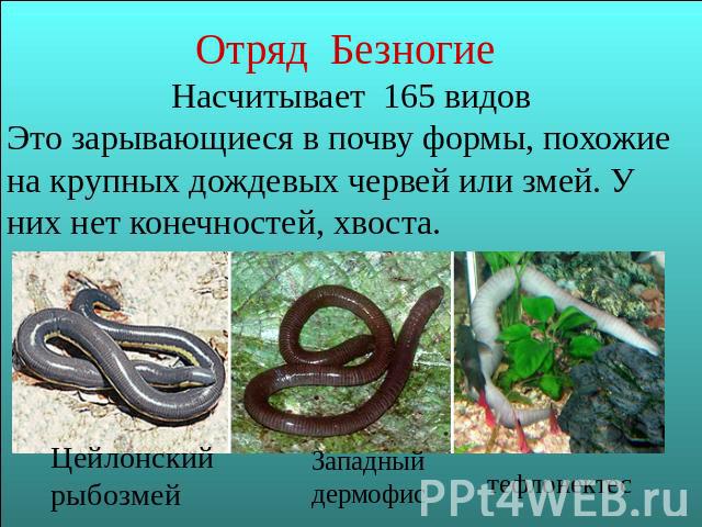 Отряд Безногие Насчитывает 165 видов Это зарывающиеся в почву формы, похожие на крупных дождевых червей или змей. У них нет конечностей, хвоста.