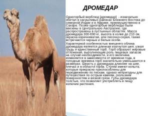 ДРОМЕДАР Одногорбый верблюд [дромедар] - изначально обитал в засушливых районах