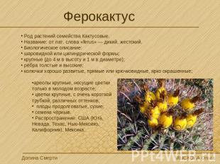 Ферокактус Род растений семейства Кактусовые. Название: от лат. слова «ferus» —