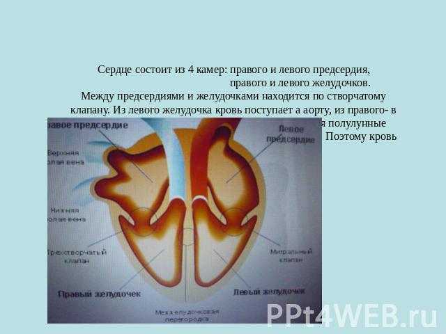 Сердце состоит из 4 камер: правого и левого предсердия, правого и левого желудочков. Между предсердиями и желудочками находится по створчатому клапану. Из левого желудочка кровь поступает а аорту, из правого- в артерию. Между желудочком и артериями …
