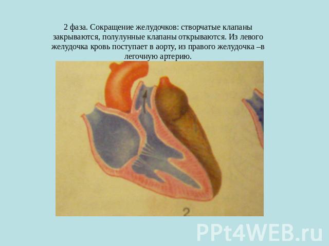 2 фаза. Сокращение желудочков: створчатые клапаны закрываются, полулунные клапаны открываются. Из левого желудочка кровь поступает в аорту, из правого желудочка –в легочную артерию.