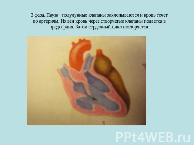 3 фаза. Пауза : полулунные клапаны захлопываются и кровь течет по артериям. Из вен кровь через створчатые клапаны подается в предсердия. Затем сердечный цикл повторяется.