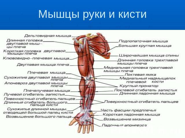 Мышцы руки и кисти