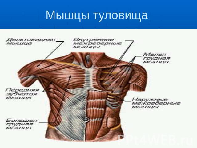 Мышцы туловища