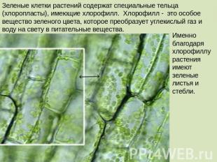 Зеленые клетки растений содержат специальные тельца (хлоропласты), имеющие хлоро
