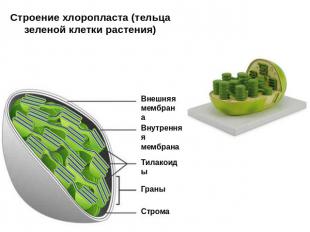 Строение хлоропласта (тельца зеленой клетки растения)