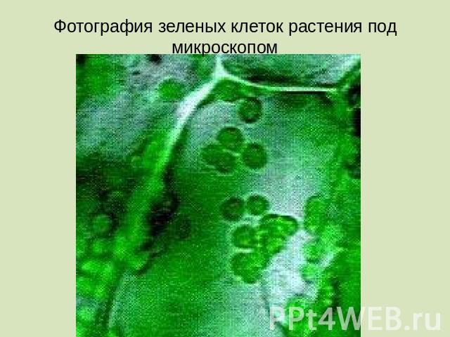 Фотография зеленых клеток растения под микроскопом