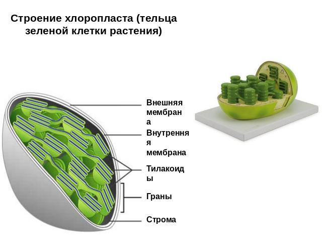 Строение хлоропласта (тельца зеленой клетки растения)