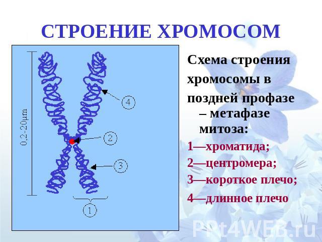 СТРОЕНИЕ ХРОМОСОМ Схема строения хромосомы в поздней профазе – метафазе митоза: 1—хроматида; 2—центромера; 3—короткое плечо; 4—длинное плечо
