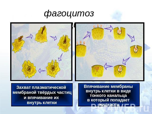 фагоцитоз пиноцитоз Захват плазматической мембраной твёрдых частиц и впячивание их внутрь клетки Впячивание мембраны внутрь клетки в виде тонкого канальца в который попадает жидкость