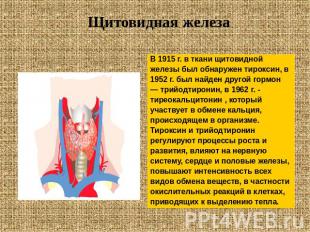 В 1915 г. в ткани щитовидной железы был обнаружен тироксин, в 1952 г. был найден