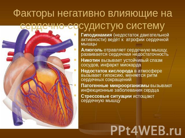 Факторы негативно влияющие на сердечно-сосудистую систему Гиподинамия (недостаток двигательной активности) ведёт к атрофии сердечной мышцы Алкоголь отравляет сердечную мышцу, развивается сердечная недостаточность Никотин вызывает устойчивый спазм со…