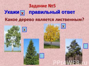 Задание №5 Укажи правильный ответ Какое дерево является лиственным?