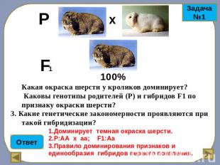 Какая окраска шерсти у кроликов доминирует? Каковы генотипы родителей (Р) и гибр