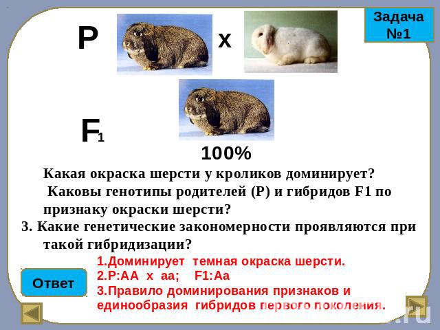 Какая окраска шерсти у кроликов доминирует? Каковы генотипы родителей (Р) и гибридов F1 по признаку окраски шерсти? 3. Какие генетические закономерности проявляются при такой гибридизации? 1.Доминирует темная окраска шерсти. 2.P:АА х аа; F1:Аа 3.Пра…