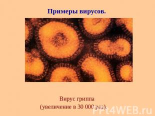 Вирус гриппа (увеличение в 30&nbsp;000 раз).