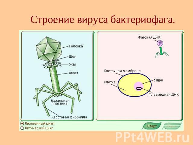 Строение вируса бактериофага.