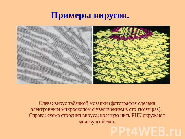 Слева: вирус табачной мозаики (фотография сделана электронным микроскопом с увеличением в сто тысяч раз). Справа: схема строения вируса; красную нить РНК окружают молекулы белка.