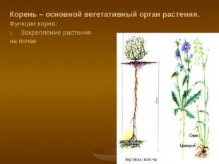 Корень – основной вегетативный орган растения. Функции корня: Закрепление растен