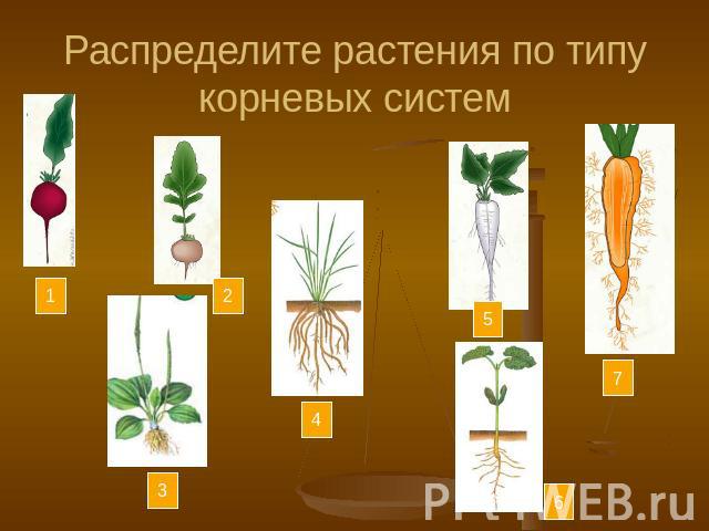 Распределите растения по типу корневых систем
