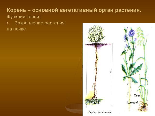 Корень – основной вегетативный орган растения. Функции корня: Закрепление растения на почве