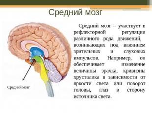 Средний мозг Средний мозг – участвует в рефлекторной регуляции различного рода д