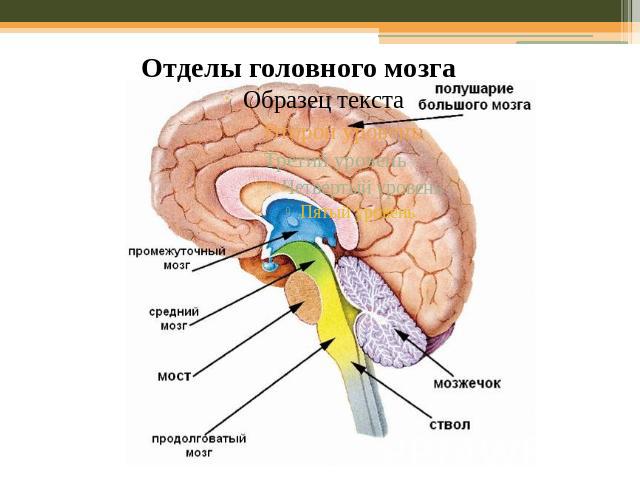 Отделы головного мозга