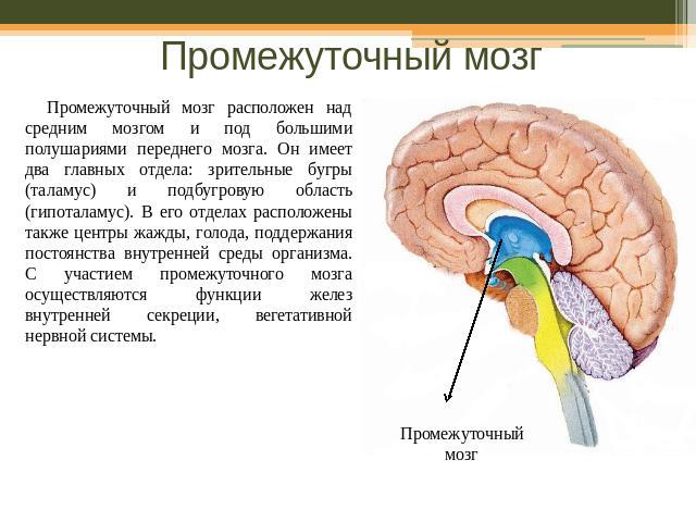 Промежуточный мозг Промежуточный мозг расположен над средним мозгом и под большими полушариями переднего мозга. Он имеет два главных отдела: зрительные бугры (таламус) и подбугровую область (гипоталамус). В его отделах расположены также центры жажды…