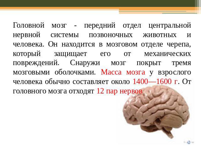 Головной мозг - передний отдел центральной нервной системы позвоночных животных и человека. Он находится в мозговом отделе черепа, который защищает его от механических повреждений. Снаружи мозг покрыт тремя мозговыми оболочками. Масса мозга у взросл…