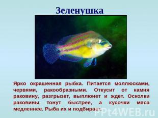 Зеленушка Ярко окрашенная рыбка. Питается моллюсками, червями, ракообразными. От