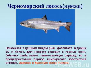 Черноморский лосось(кумжа) Относится к ценным видам рыб. Достигает в длину 1м и