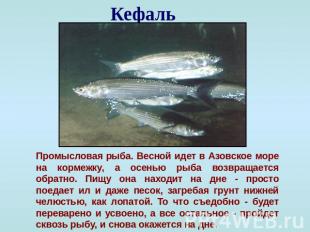 Кефаль Промысловая рыба. Весной идет в Азовское море на кормежку, а осенью рыба