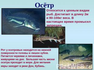 Осётр Относится к ценным видам рыб. Достигает в длину 2м и 80-100кг веса. В наст