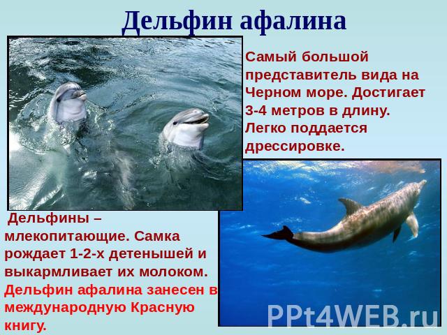 Дельфин афалина Самый большой представитель вида на Черном море. Достигает 3-4 метров в длину. Легко поддается дрессировке. Дельфины – млекопитающие. Самка рождает 1-2-х детенышей и выкармливает их молоком. Дельфин афалина занесен в международную Кр…