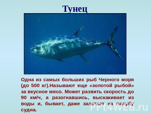 Тунец Одна из самых больших рыб Черного моря (до 500 кг).Называют еще «золотой рыбой» за вкусное мясо. Может развить скорость до 90 км/ч, а разогнавшись, выскакивает из воды и, бывает, даже залетает на палубу судна.