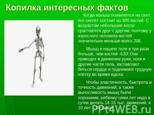 Копилка интересных фактов Когда малыш появляется на свет, его скелет состоит из