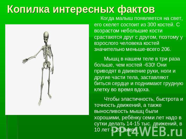 Копилка интересных фактов Когда малыш появляется на свет, его скелет состоит из 300 костей. С возрастом небольшие кости срастаются друг с другом, поэтому у взрослого человека костей значительно меньше-всего 206. Мышц в нашем теле в три раза больше, …